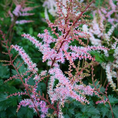 Astilbe Delft Lace