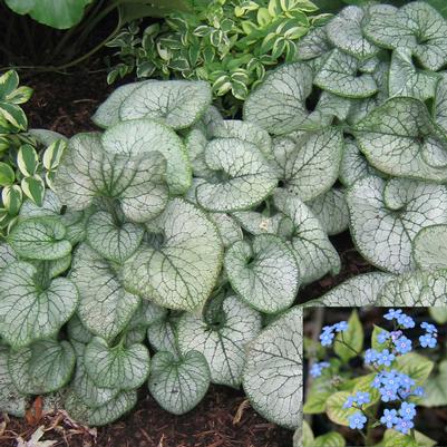 Brunnera macrophylla Jack Frost