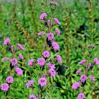 Liatris ligulistylis 