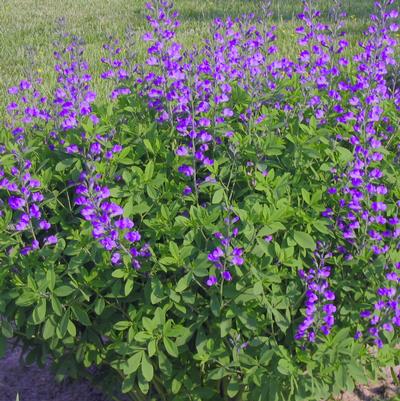 Baptisia minor 