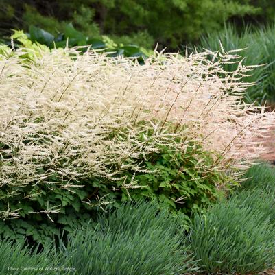 Aruncus Chantilly Lace