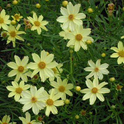 Coreopsis Crème Brulee