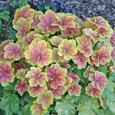 Heuchera villosa Tiramisu