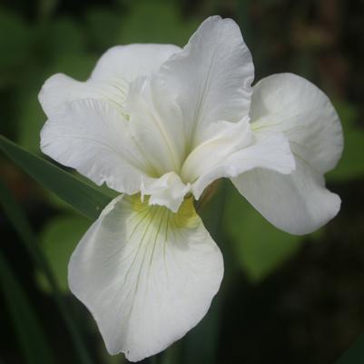 Iris sibirica Gull's Wing