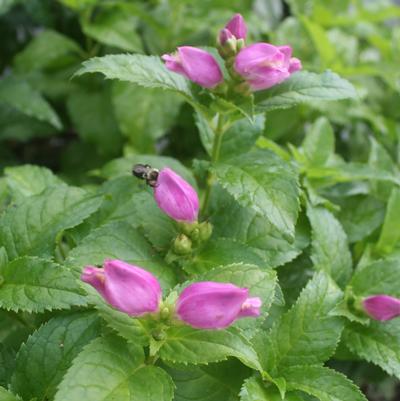 Chelone lyonii Hot Lips