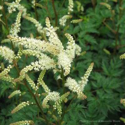 Aruncus aethusifolius Noble Spirits