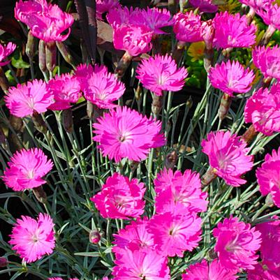 Dianthus gratianopolitanus Firewitch