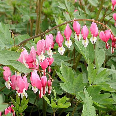 Dicentra spectabilis 