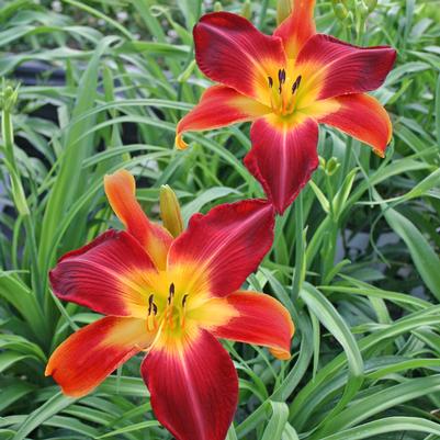 Hemerocallis Ruby Spider