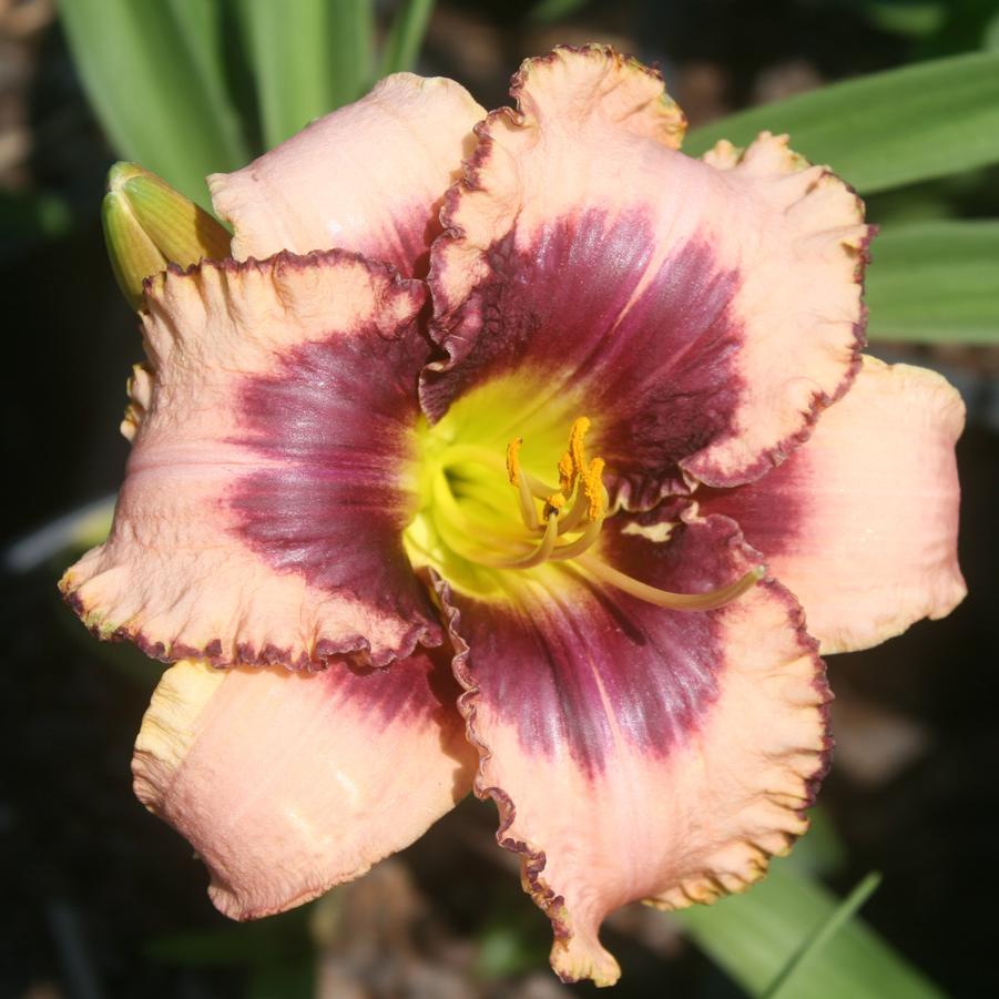 Hemerocallis Daring Deception