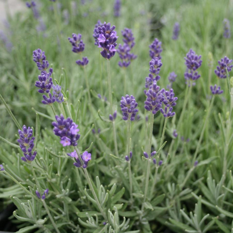 Lavandula intermedia Hidcote Superior