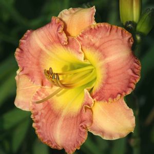 Hemerocallis  (Daylily)