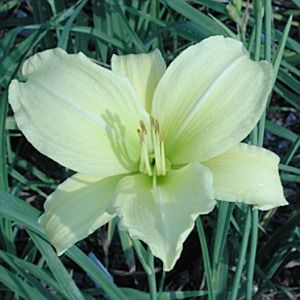 Hemerocallis (Daylily)
