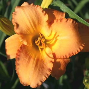 Hemerocallis (Daylily)