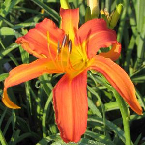 Hemerocallis (Daylily)