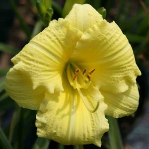 Hemerocallis (Daylily)