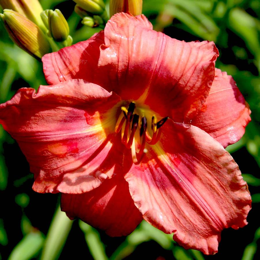 Hemerocallis (Daylily)