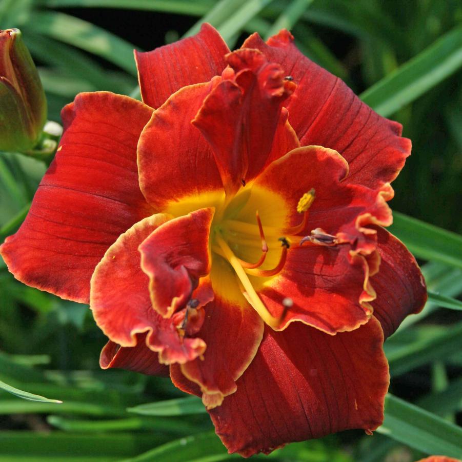Hemerocallis (Daylily)