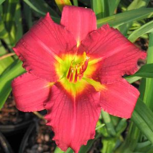 Hemerocallis (Daylily)