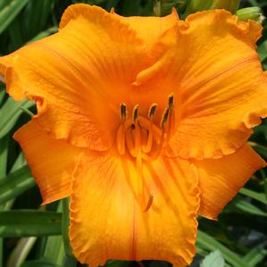 Hemerocallis (Daylily)