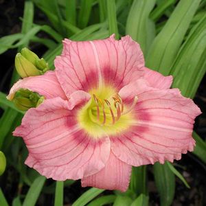 Hemerocallis (Daylily)