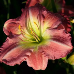 Hemerocallis (Daylily)