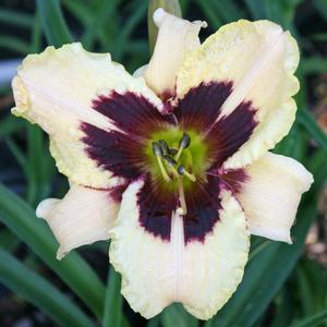 Hemerocallis (Daylily)