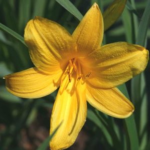 Hemerocallis middendorffii (Daylily)