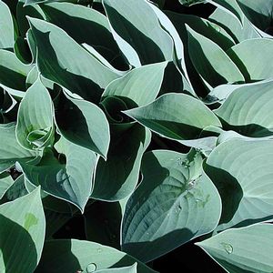 Hosta  (Plantain Lily)