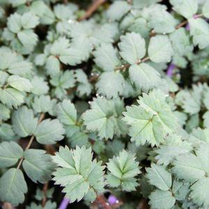 Acaena saccaticupula (New Zealand Bur)