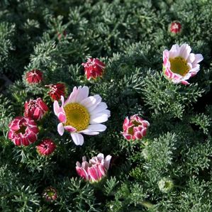 Anacyclus Depressus