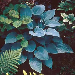 Hosta  (Plantain Lily)