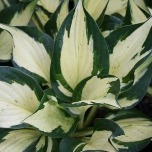 Hosta (Plantain Lily)