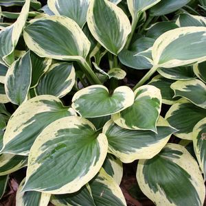 Hosta (Plantain Lily)