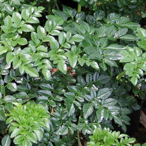 Angelica pachycarpa (Angelica)