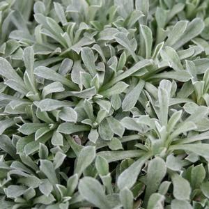 Antennaria dioica (Pink Pussytoes)