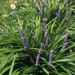 Liriope muscari (Monkey Grass / Lilyturf)