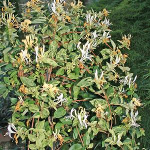 Lonicera japonica (Variegated Honeysuckle)