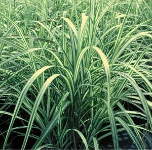Miscanthus sinensis (Maiden Grass)