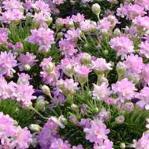 Armeria (Sea Thrift)