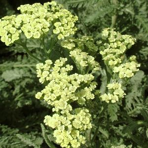 Achillea (Yarrow)