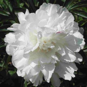 Paeonia (Peony)