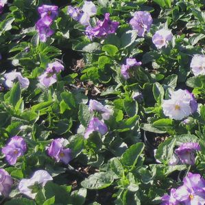 Pansy  (Pansy)