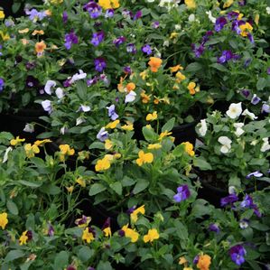 Pansy Viola (Viola)