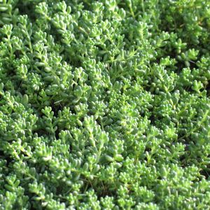 Sedum album chloroticum (Stonecrop)