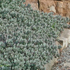 Sedum Sieboldii