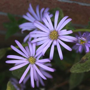 Aster x frikartii (Aster)