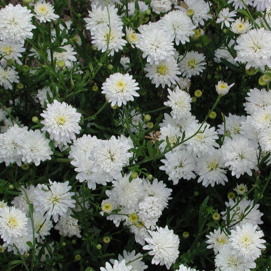 Asteromoea (Kalimeris) pinnatifida (Japanese Aster)