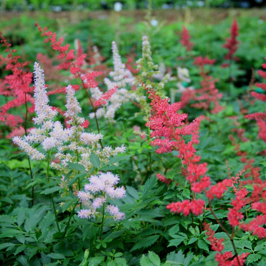Astilbe (False Spirea)