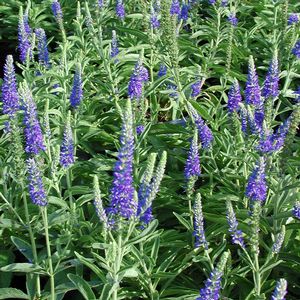 Veronica alpina (Speedwell)